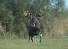 elk-watching elk-watching