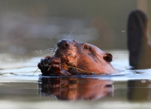 beaver beaver