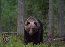 Big male brown bear Sven Big male brown bear Sven
