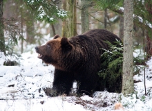 Young male bear Paul Young male bear Paul