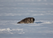 Yong Ringed Seal on ice Yong Ringed Seal on ice