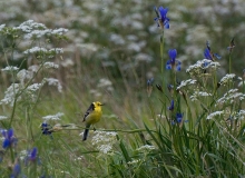 Citrine Wagtail (Motacilla citreola) and Siberian Flag (Iris sibirica). Aardla, Estonia Citrine Wagtail (Motacilla citreola) and Siberian Flag (Iris sibirica). Aardla, Estonia