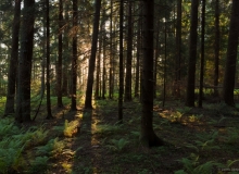 Western taiga forest Western taiga forest