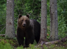 Brown bear in Alutaguse Brown bear in Alutaguse