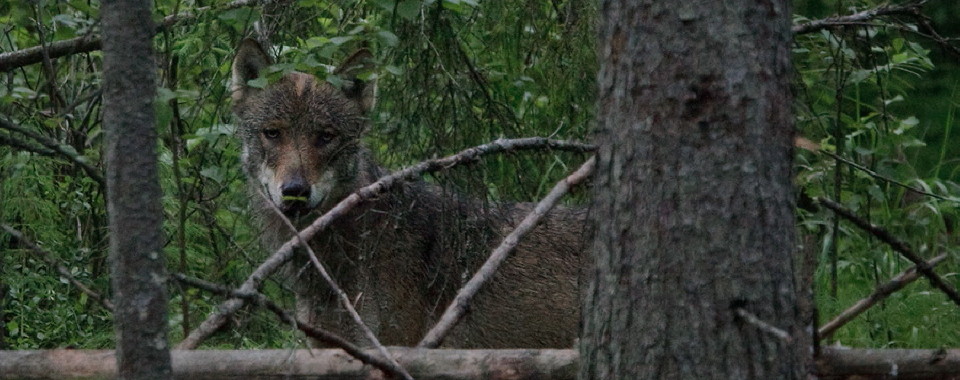 Wolf
