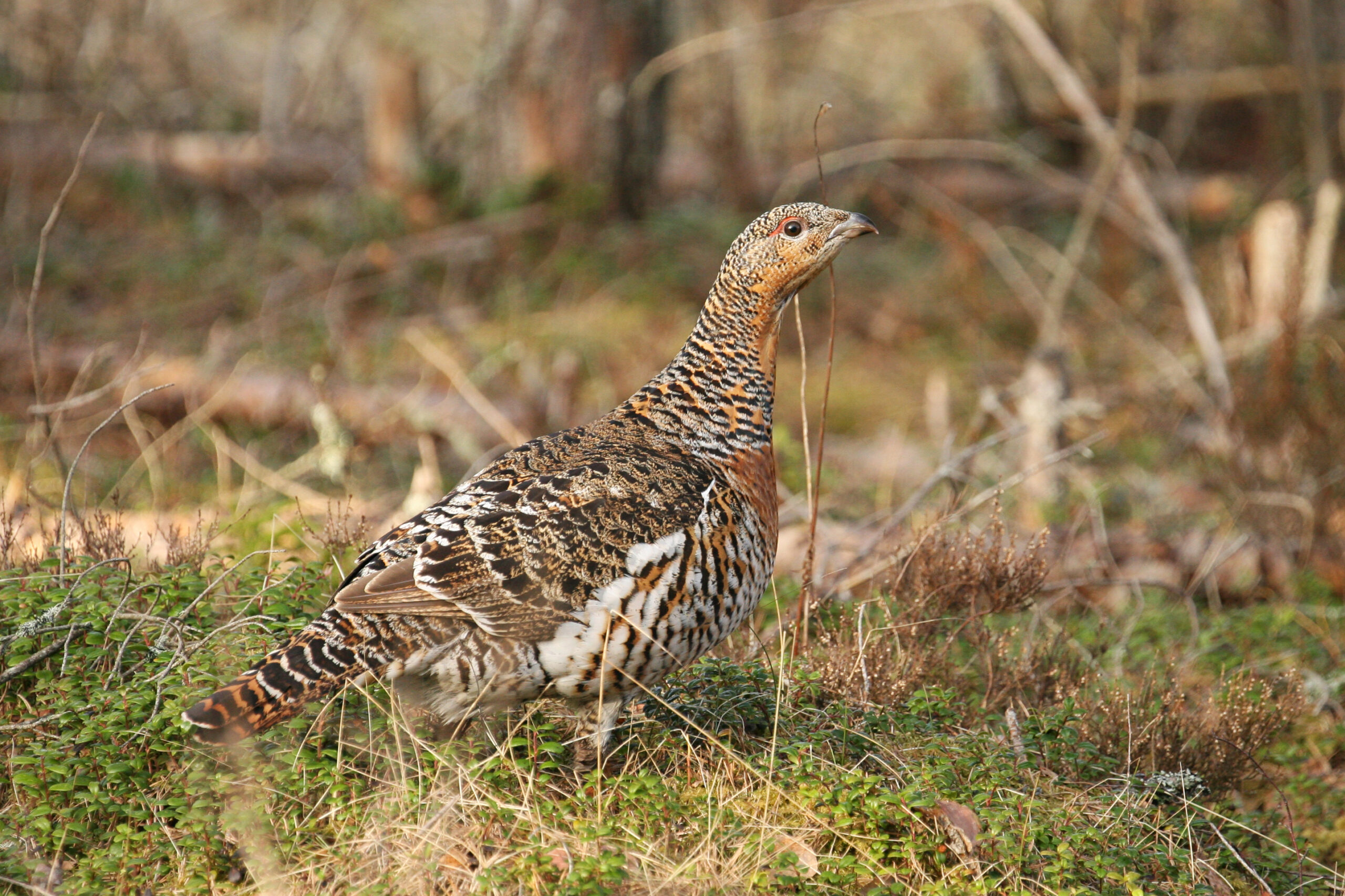 Grouse in Estonian autumn - NaTourEst