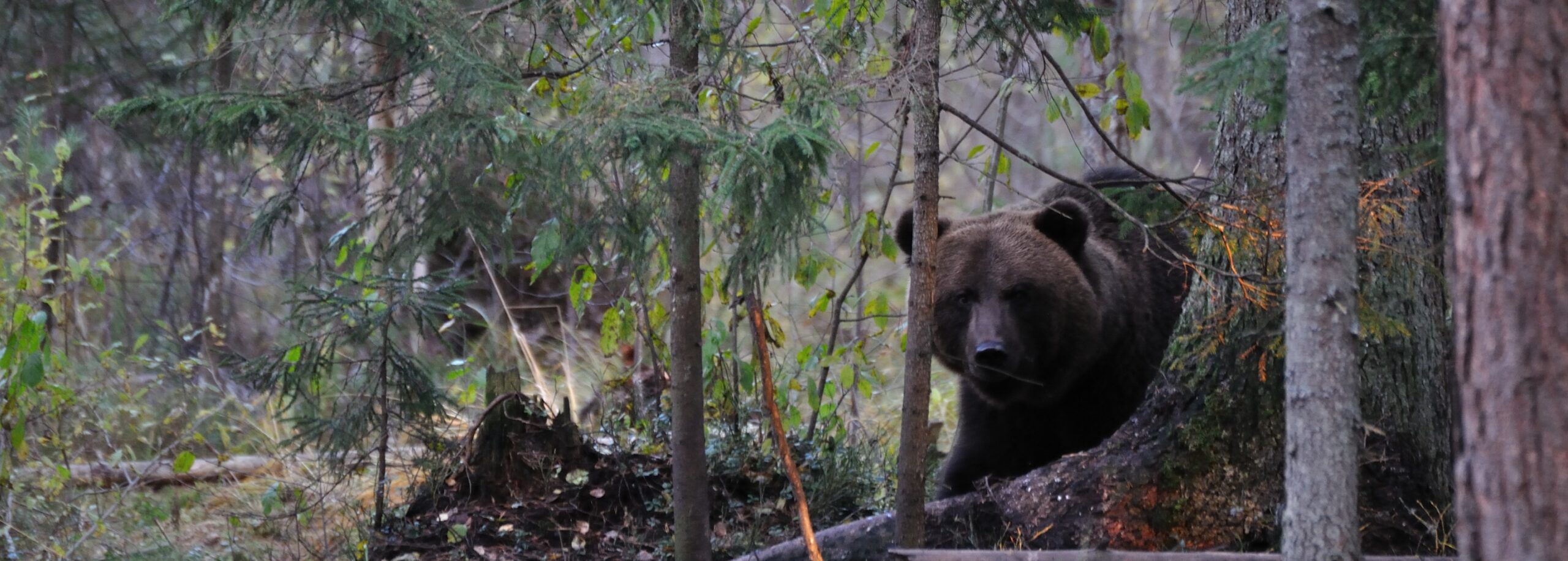 Bear Watching and Nature Tours in Estonia