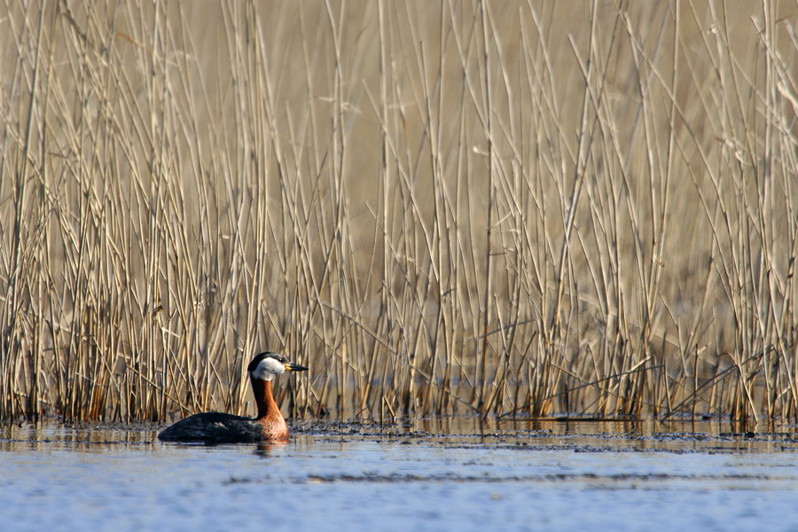 Red-necked Grebe in Silma nature reserve