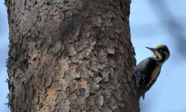 Three-toed woodpecker