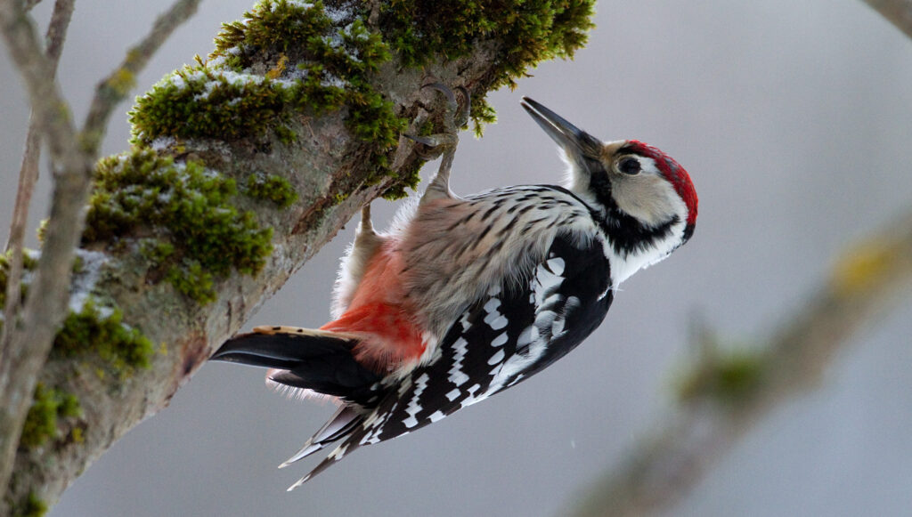 Whit-backed Woodpecker
