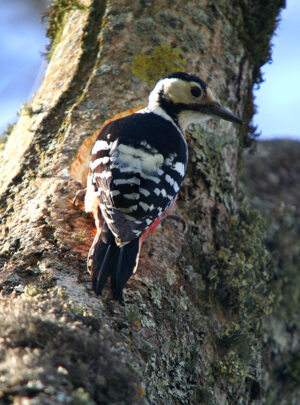 White-backed woodpecker