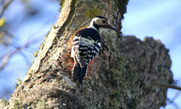 White-backed woodpecker