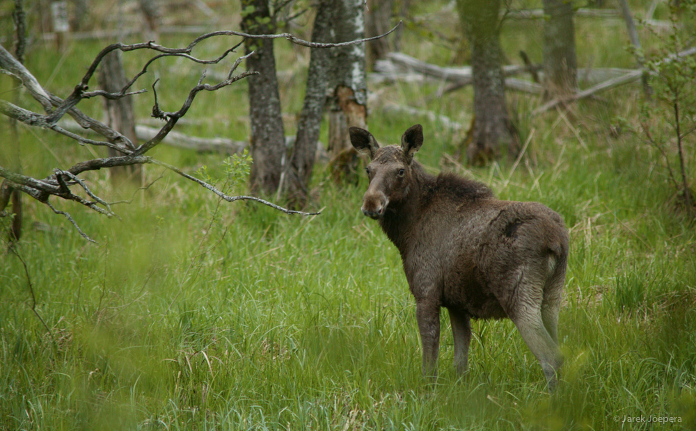 Elk in Matsalu national pakr