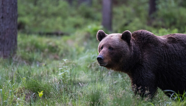 Bear from the Photography hide by Klaas Huwel