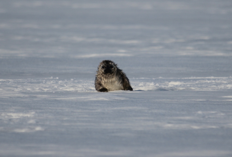 Young Ringed Seal
