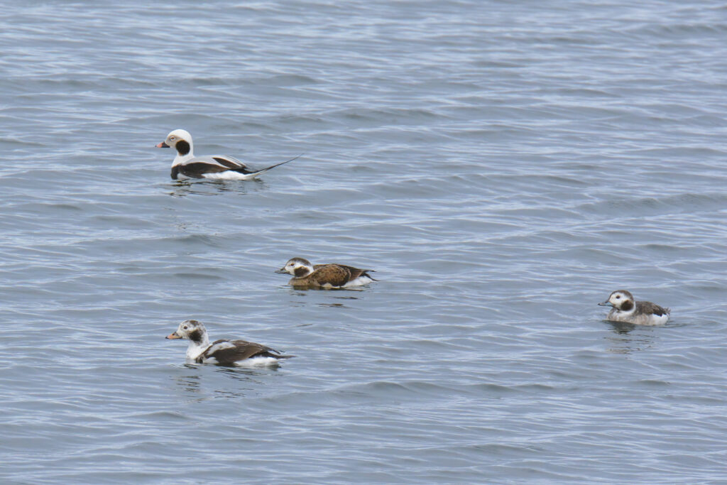 Long-tailed Ducks by Peter Lind