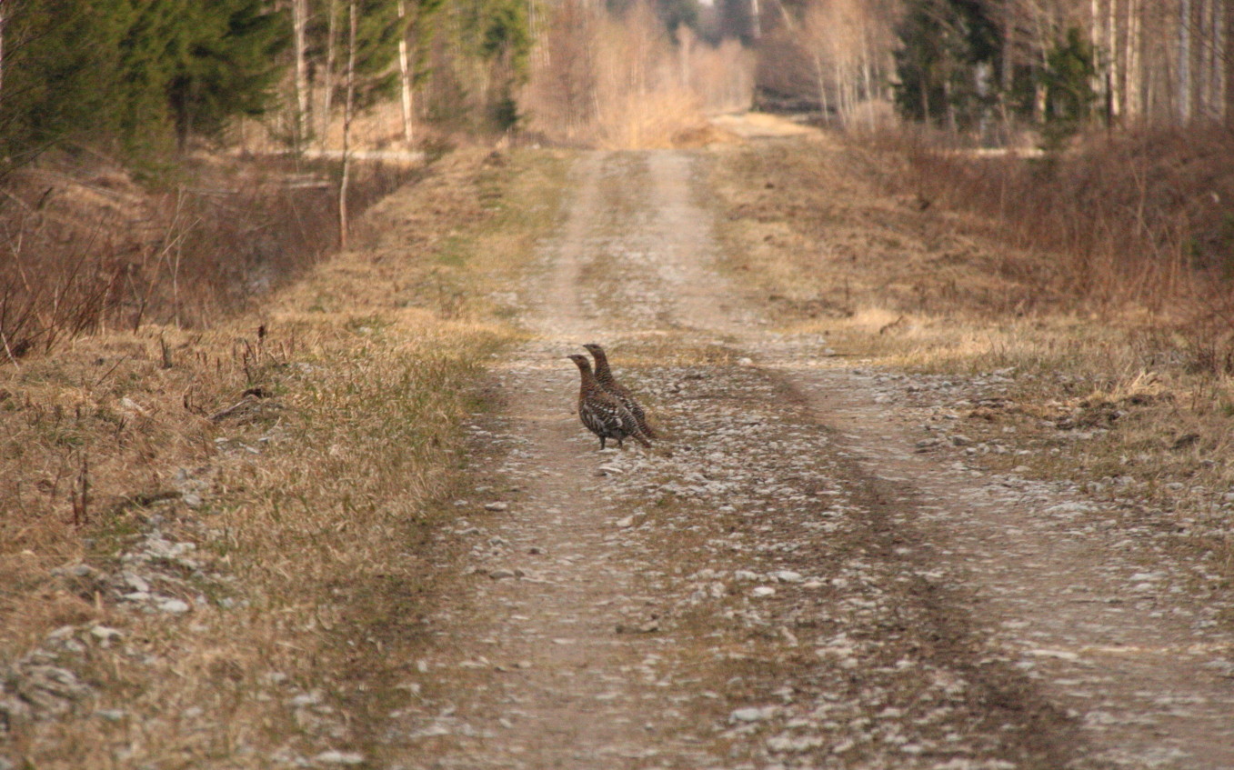 Capercaillie wildlife tours Estonia