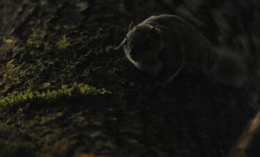 flying squirrel tour