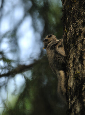 flying squirrel tour