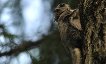 flying squirrel tour