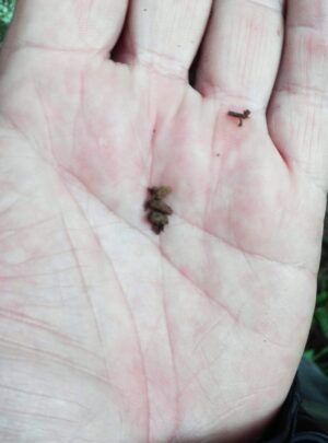 flying squirrel tour