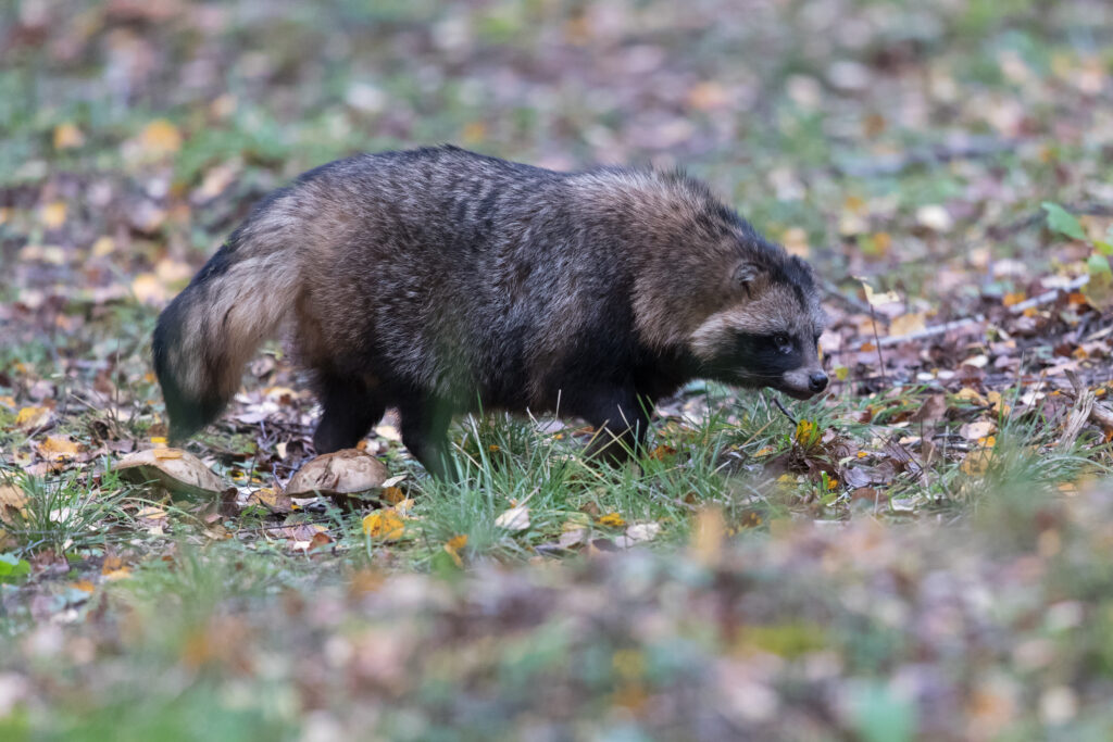 Raccoon Dog by Gerlach Photography