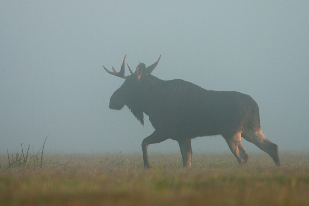Elk rut by Ingmar Muusikus