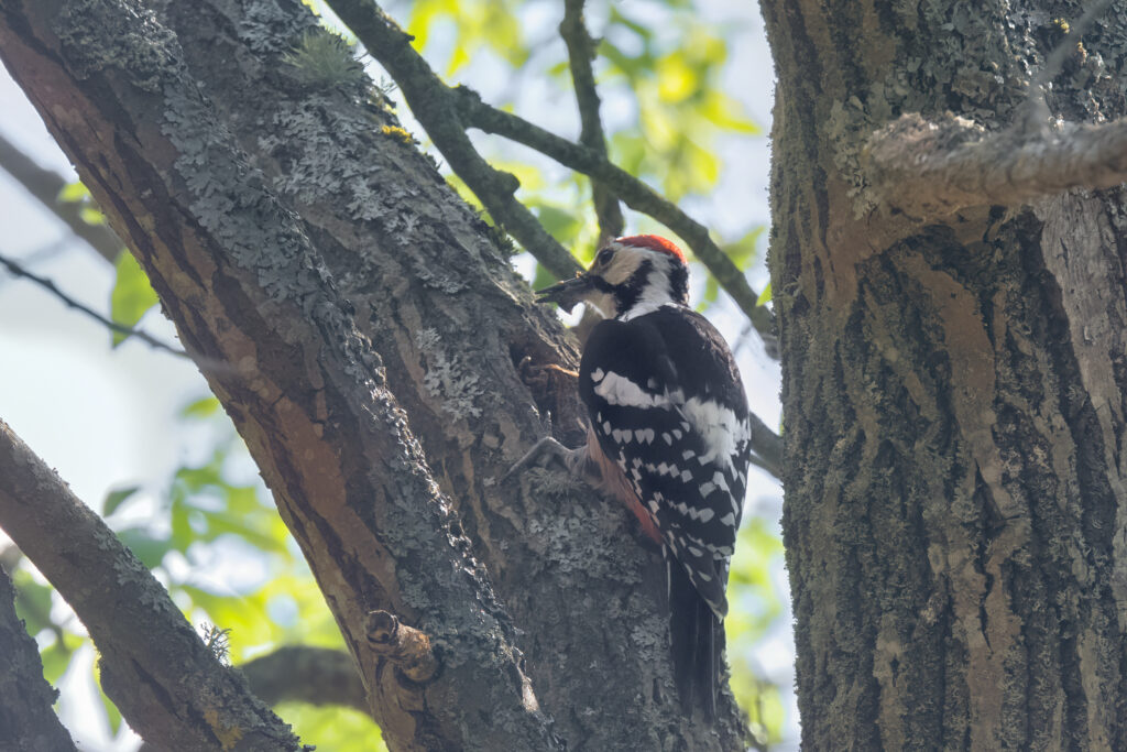 White-backed Woodpecker by_Peter Lind
