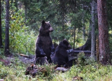Female brown bear with cubs