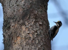 three-toed-woodpecker