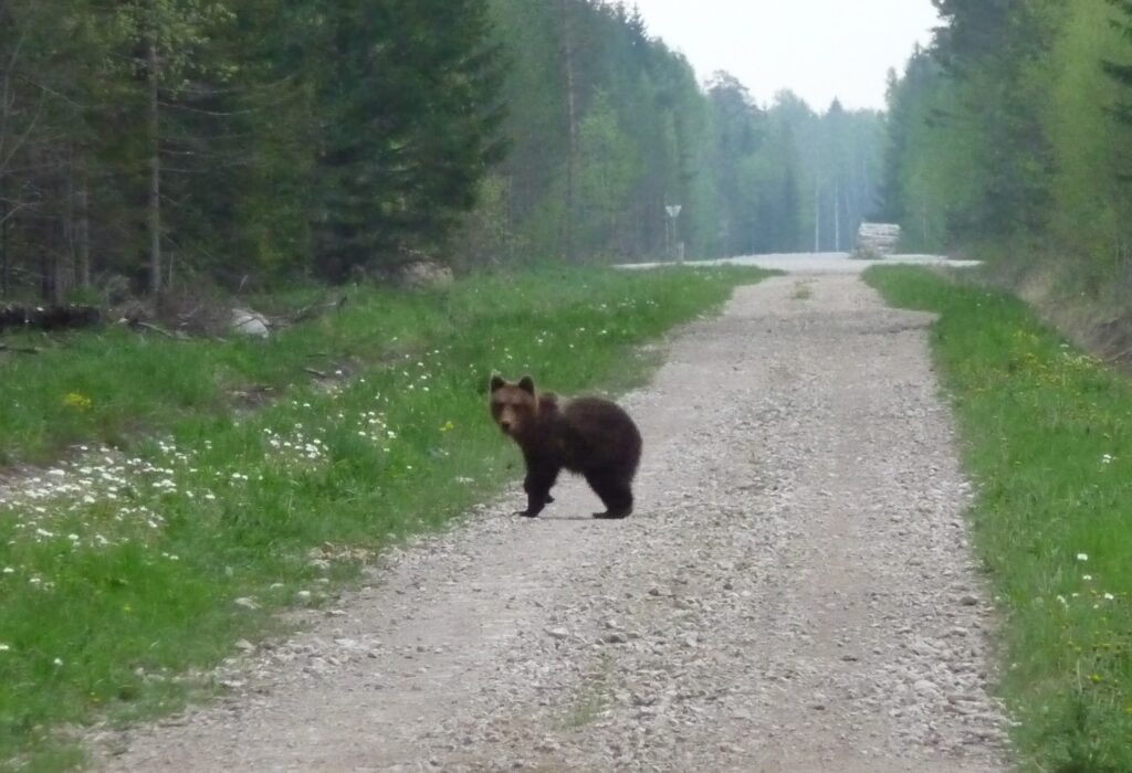Brown Bear Estonia