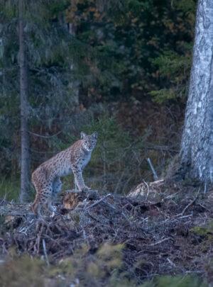 Lynx in Estonia