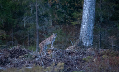 Lynx in Estonia