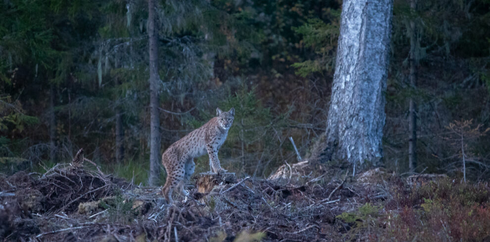 Lynx in Estonia