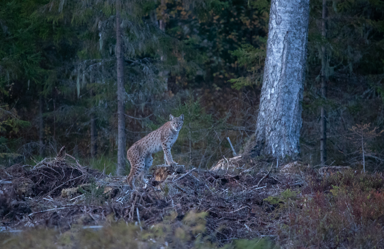 Lynx in Estonia