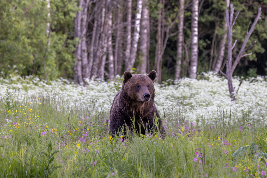 Brown Bear Watching in Estonia