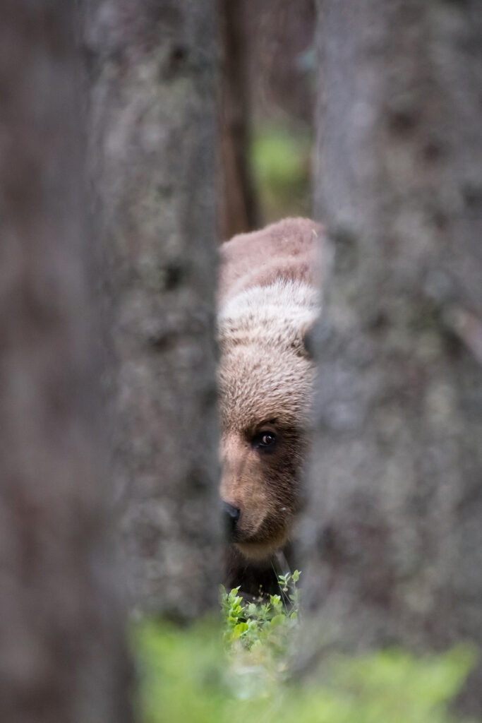 Bear photography close by Klaas Huwel