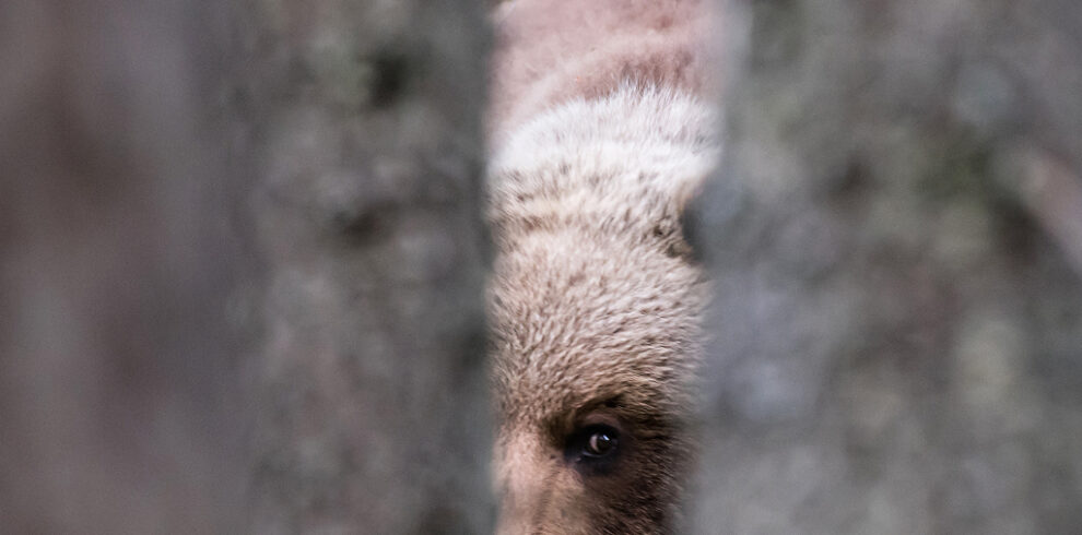 Bear photography close by Klaas Huwel