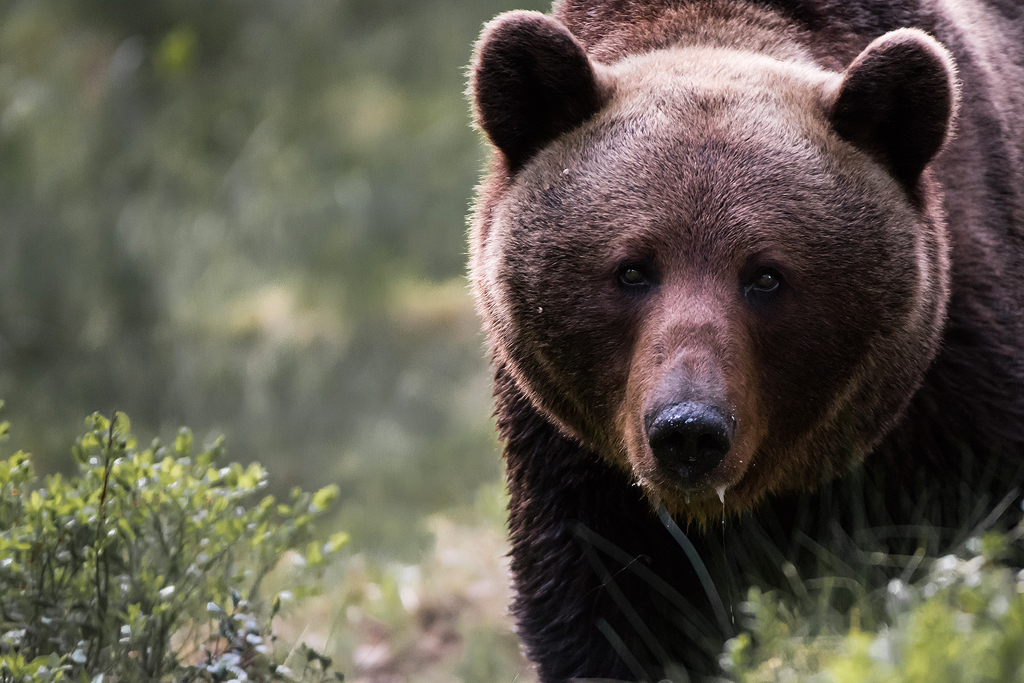 Brown Bear from close distance by Klaas Huwel