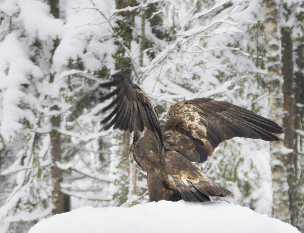 Golden Eagle by Aivo Oblikas