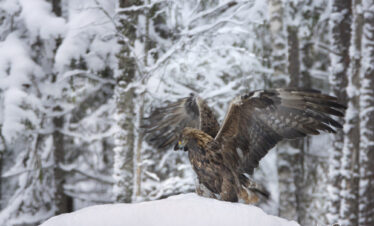 Golden Eagle by Aivo Oblikas