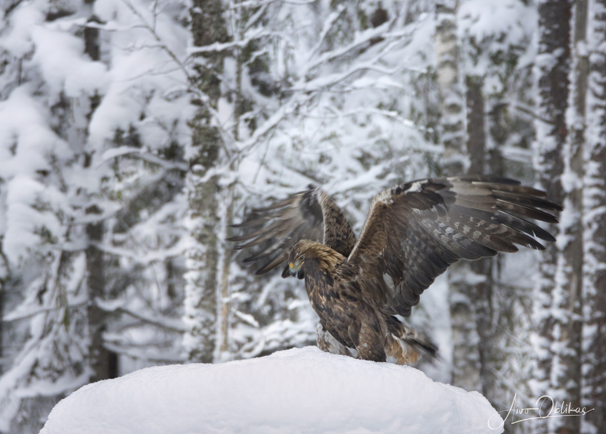 Golden Eagle by Aivo Oblikas