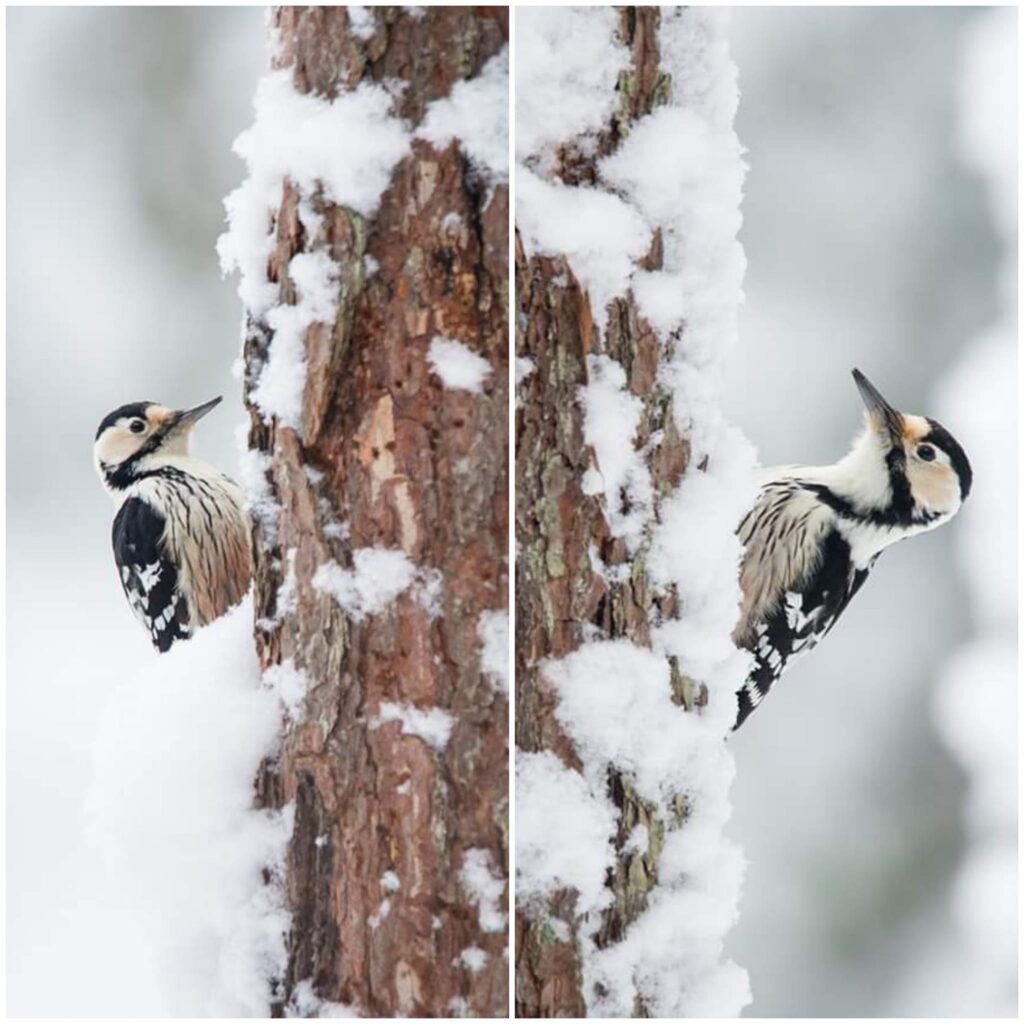 White backed woodpecker by Kärt Miljaste