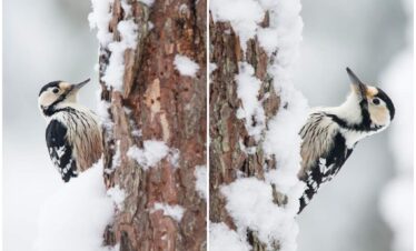 White backed woodpecker by Kärt Miljaste