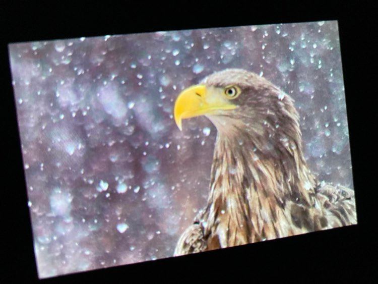 white-tailed eagle in snow