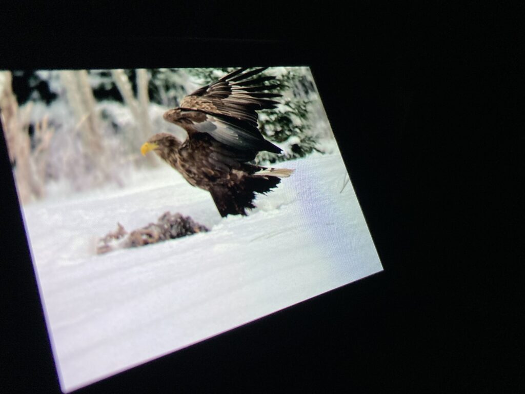 eagle in snow