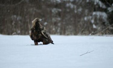 golden eagle photography by Ahto Täpsi