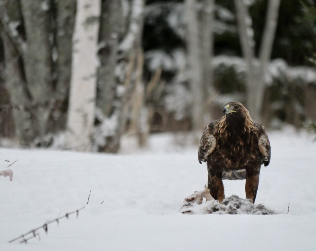 golden eagle photography by Ahto Täpsi