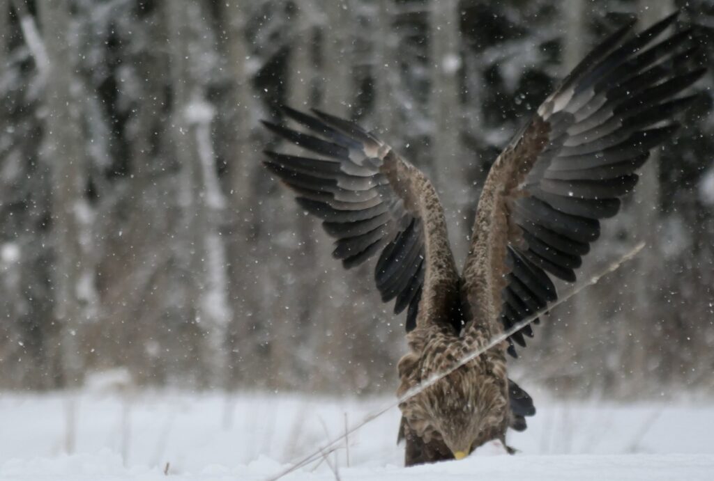 golden eagle photography by Ahto Täpsi