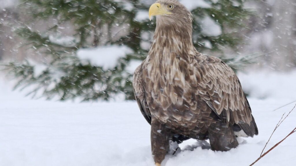 white-tailed eagle photography
